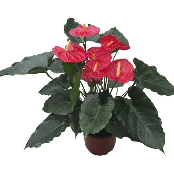 Anthurium ‘Summer Flame’