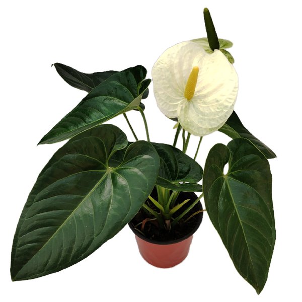 Anthurium ‘White Swan’