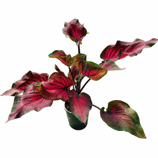 Caladium ‘Dragon Heart’