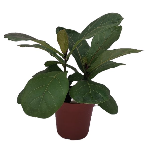 Ficus lyrata