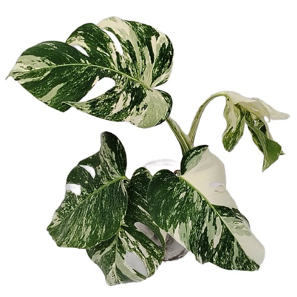 Monstera ‘White Variegata’