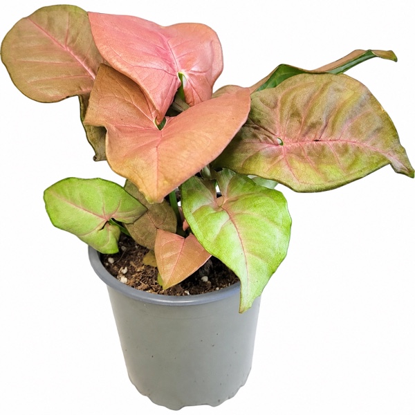 Syngonium ‘Pink Beauty’