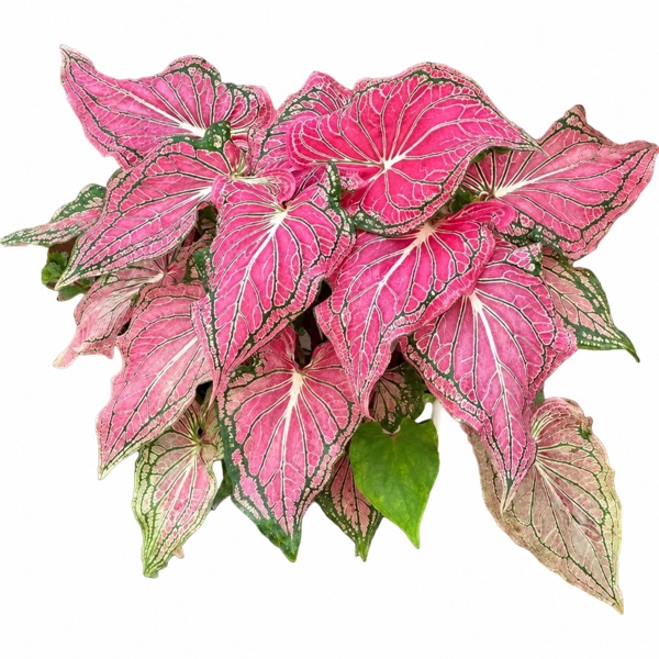 Caladium bicolor ‘Thai Beauty’