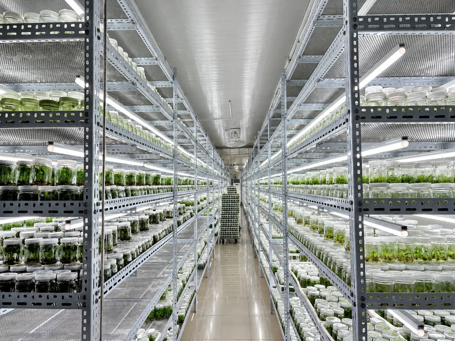 Plant tissue culture jars on illuminated shelves in Huitong’s culture room