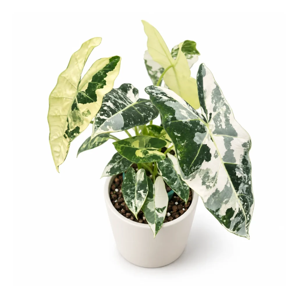 Alocasia micholitziana Frydek variegata in a white ceramic pot, elevated three-quarter view on a white background