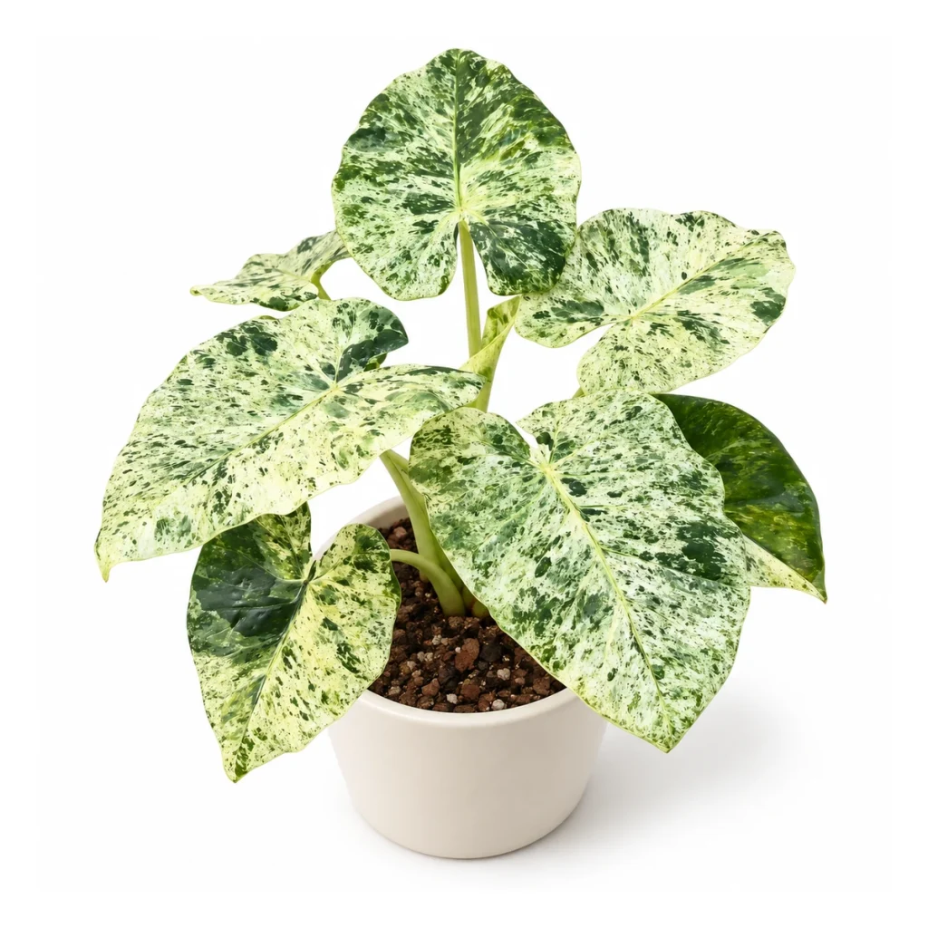 Alocasia odora Batik in a white ceramic pot, elevated three-quarter view on a white background