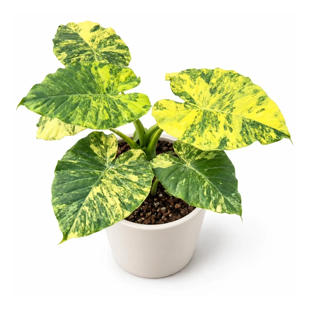 Alocasia Gageana Aurea in a white ceramic pot, elevated three-quarter view on a white background