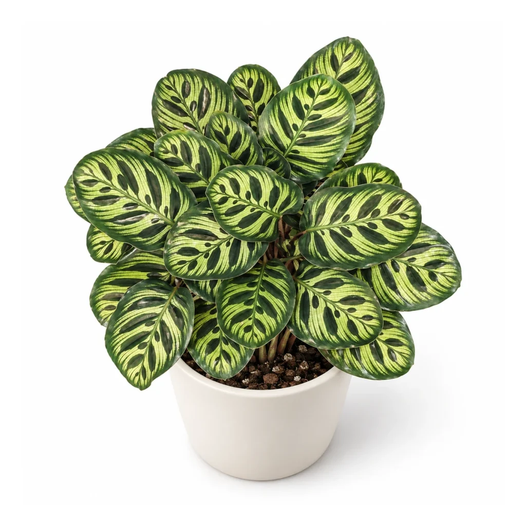 Calathea makoyana in a white ceramic pot, elevated three-quarter view on a white background