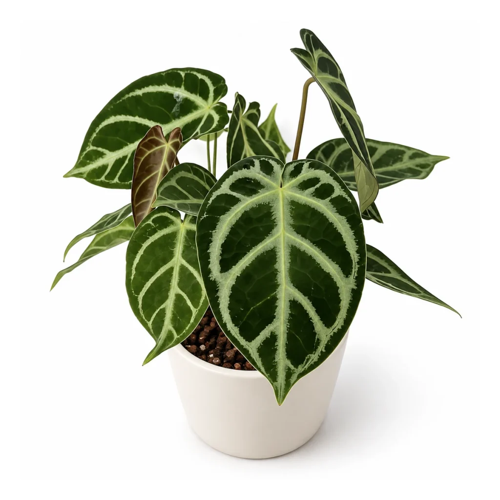 Anthurium hope × magnificum in a white ceramic pot, elevated three-quarter view on a white background