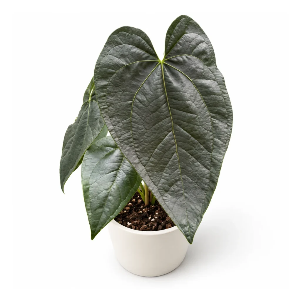 Anthurium modeanum in a white ceramic pot, elevated three-quarter view on a white background