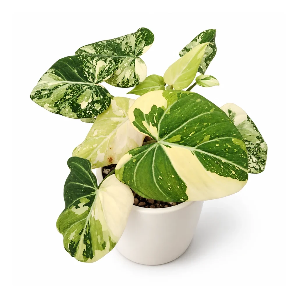 Philodendron gloriosum variegata in a white ceramic pot, elevated three-quarter view on a white background