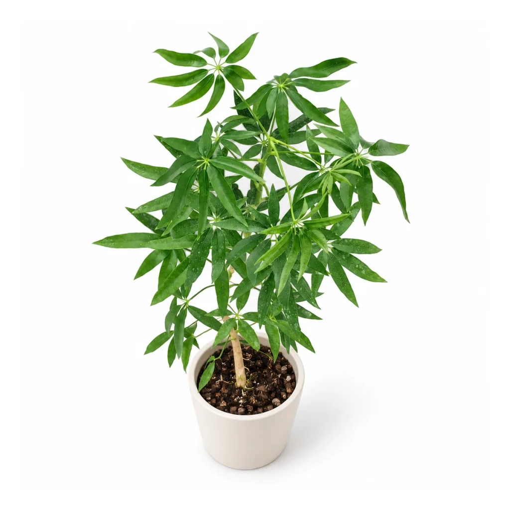 Heptapleurum taiwanianum in a white ceramic pot, elevated three-quarter view on a white background