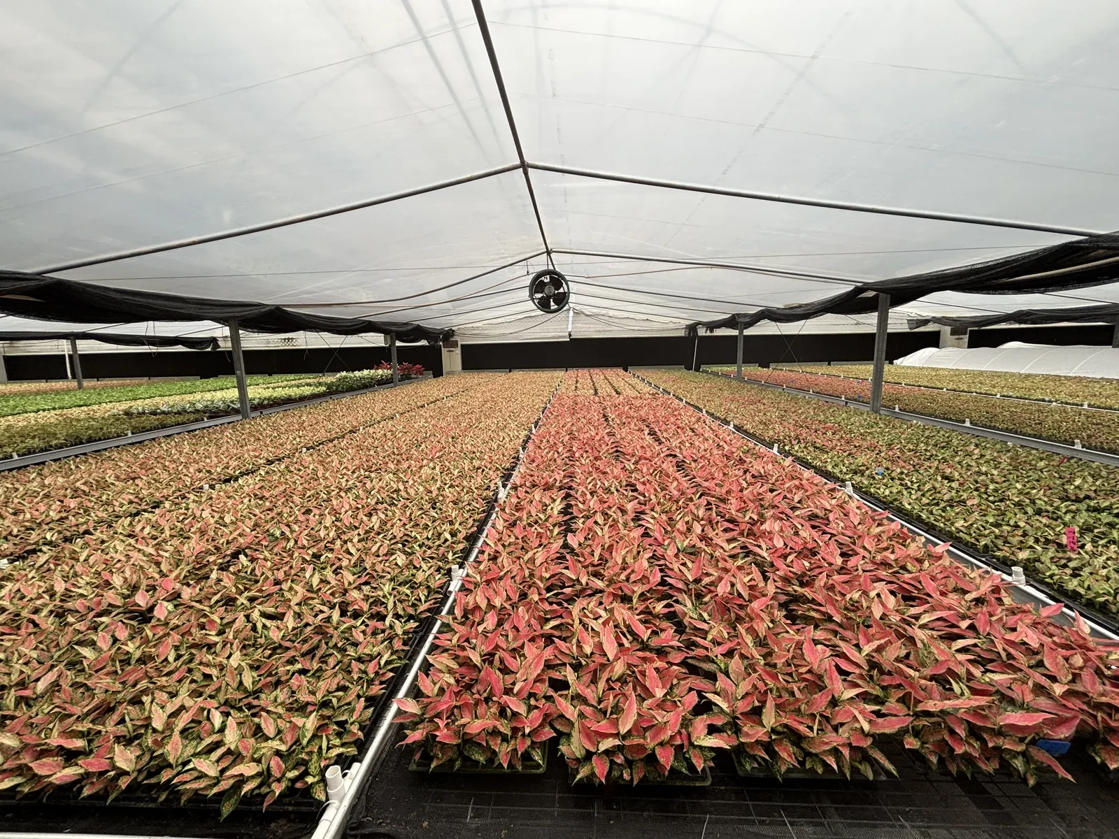 Rows of red and green foliage plants inside Huitong’s greenhouse nursery
