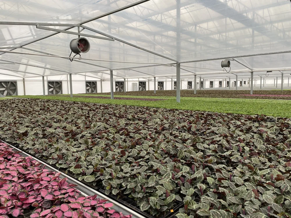 Colourful foliage plants growing across greenhouse benches