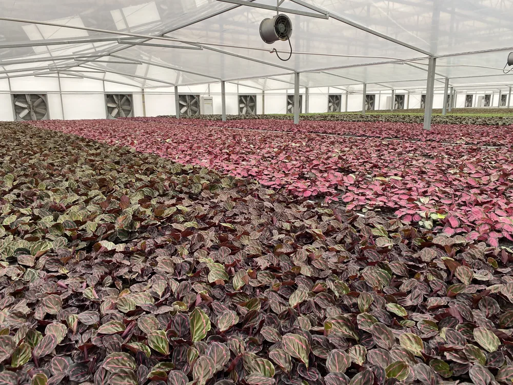 Pink and green foliage plants filling a bright greenhouse