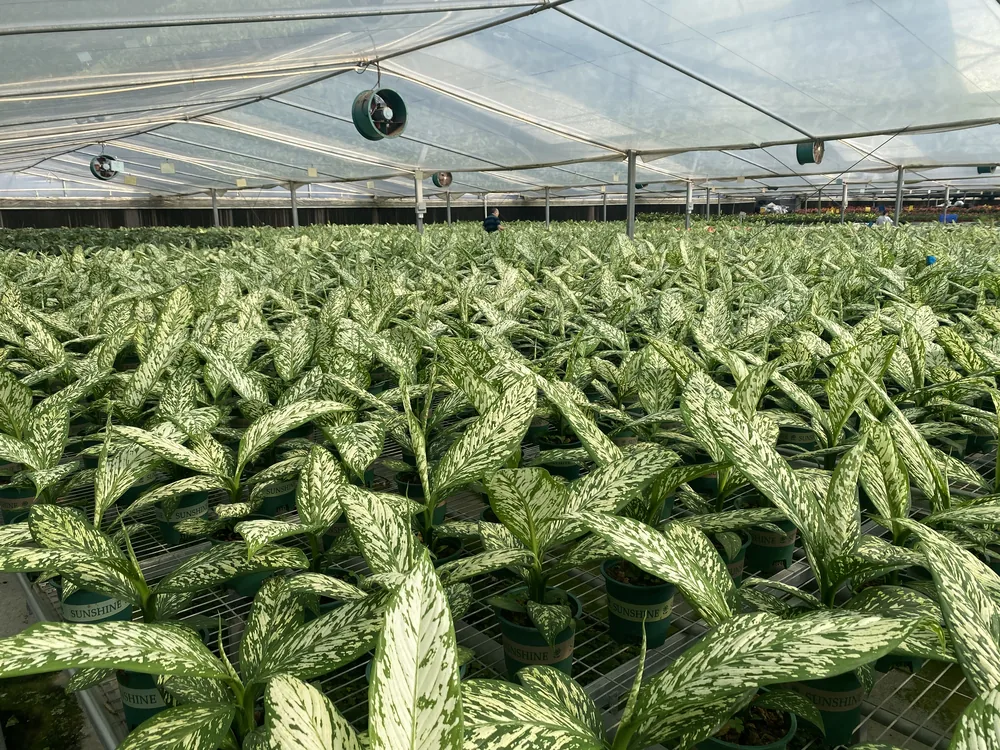 Green and white foliage plants growing inside the nursery