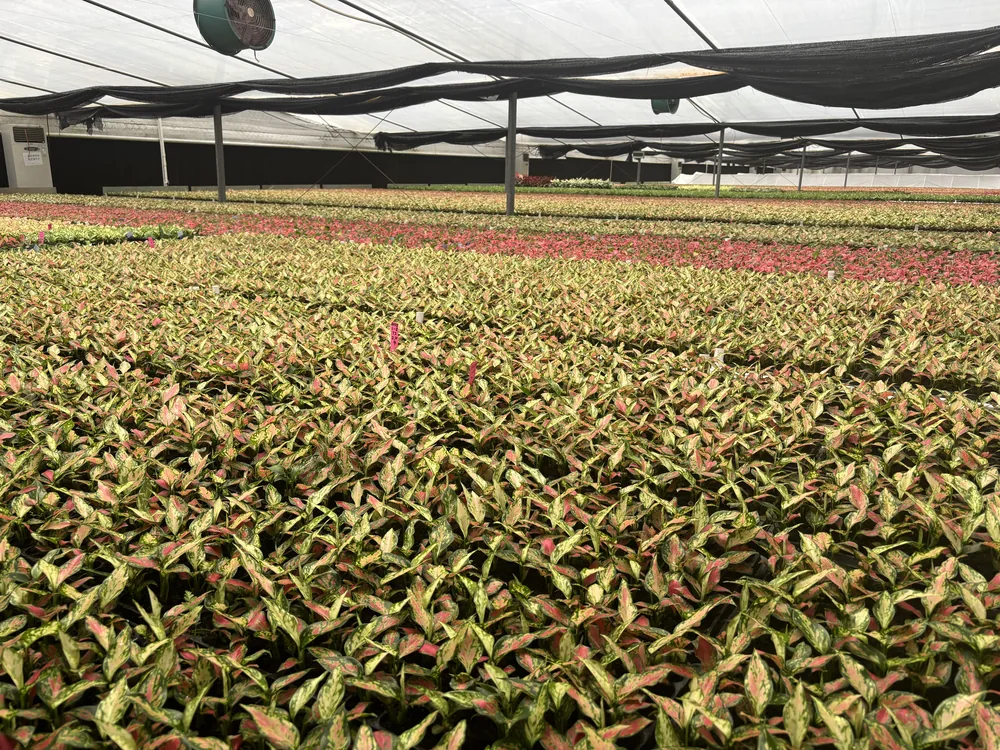 Variegated red and green plants across greenhouse growing areas